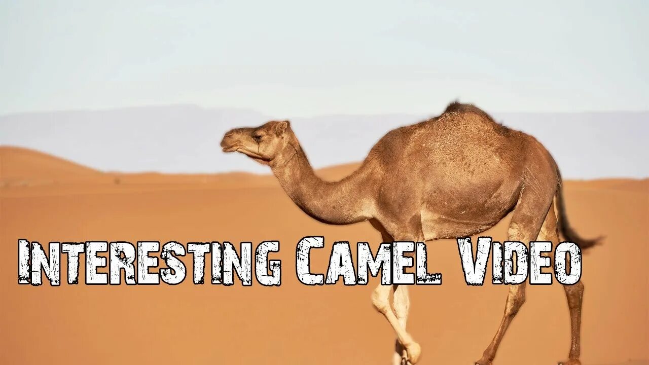 Camel live. Camel live