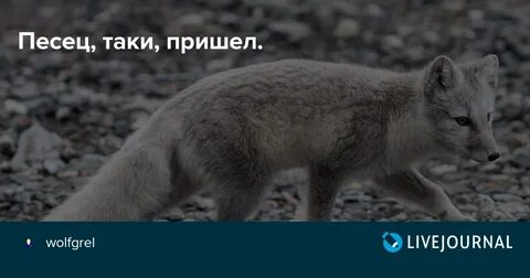 Песцы и словосочетание