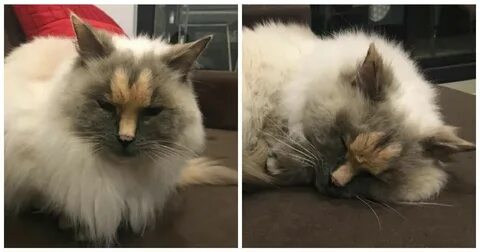 Никто кошка