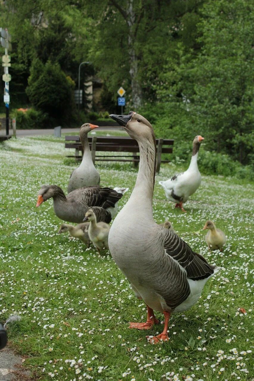 Гусак и гусыня. Гуси wallpaper. Голландский гусь. Гуси гогочут. Гусь.
