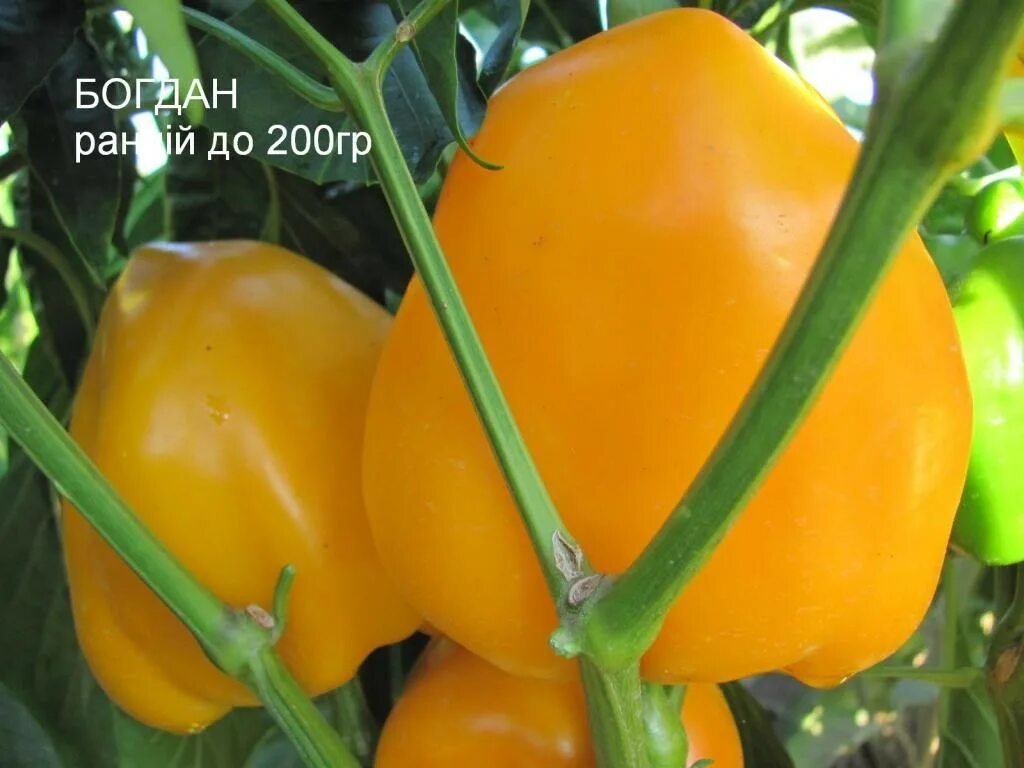 Сорта перцев растущих вверх. Перец растет вверх сорт. Сорта перцев растущих вверх. Перец сибирский карлик. Сорта перцев растущих вверх.