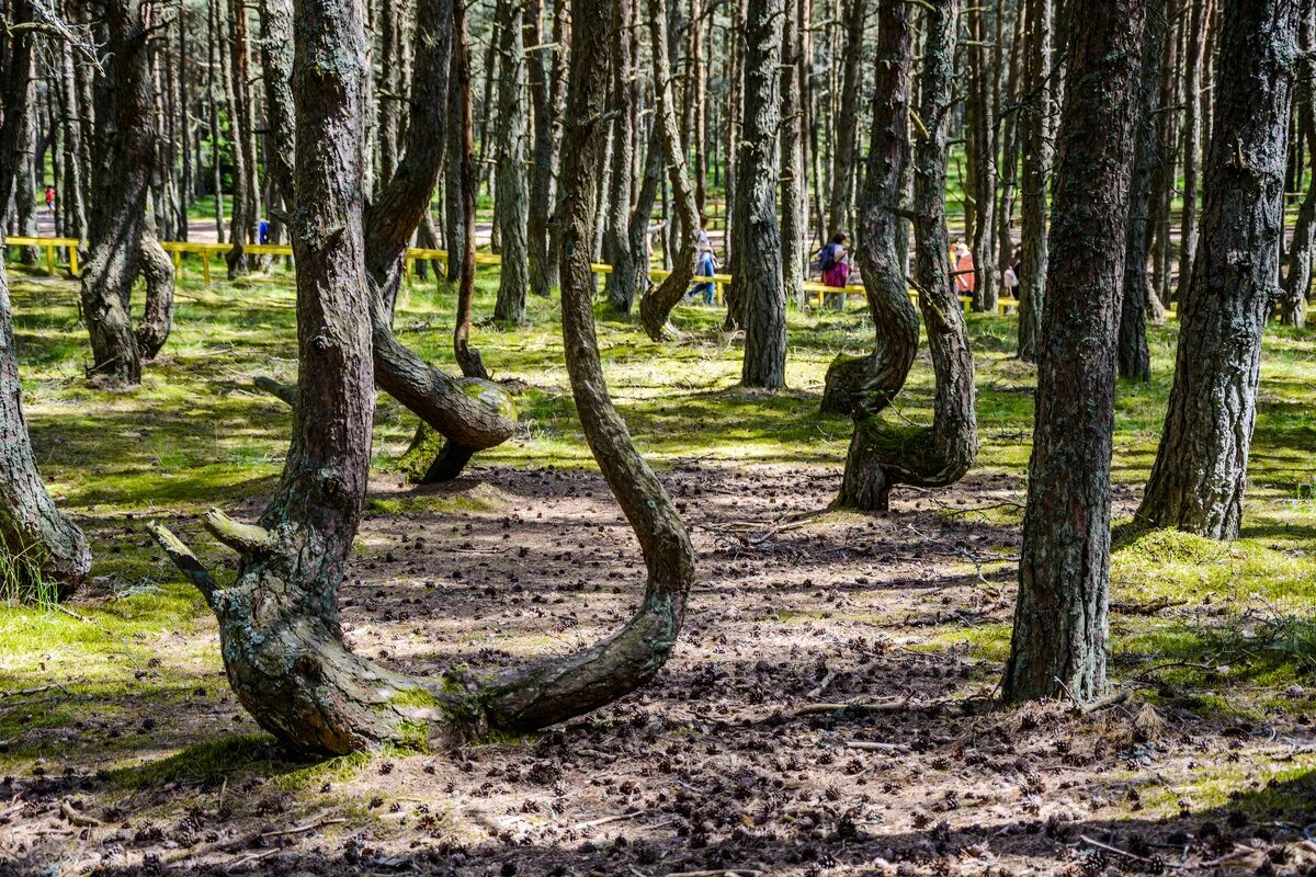 Дом поэта куршская коса. Куршская коса Танцующий лес. Танцующий лес Куршская коса 2022. Кашрская коса Танцующий лс. Куршская коса Королевский Бор.