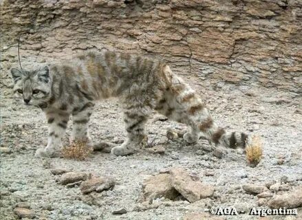 Кот каменистых