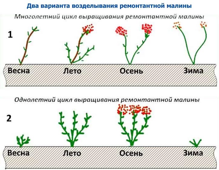 Малина дерево ремонтантная. Схема обрезки кустов малины. Формировать куст малины весной. Схема формирования куста ежевики.