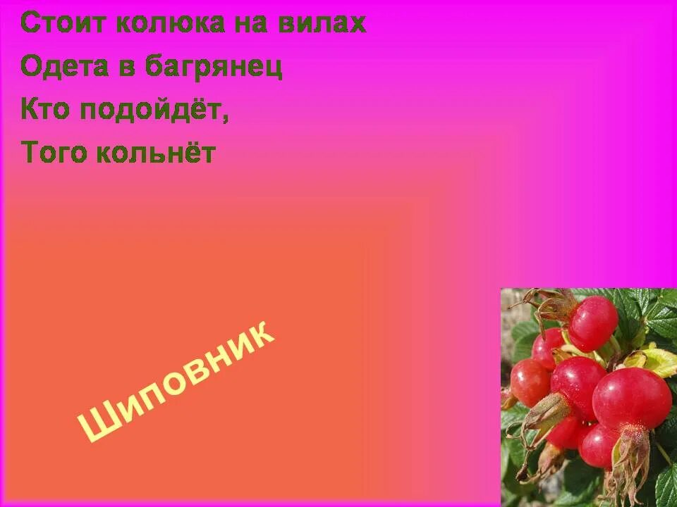Сочный круглый яркий ароматный загадка ответ. Загадки про ягоды. загадка про шиповник. загадка про шиповник для детей. загадка про шипы.