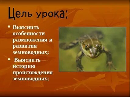 Размножение и развитие земноводных и пресмыкающихся