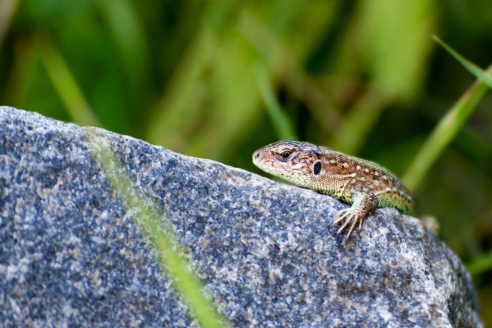 Ящерица прыткая Тритон. Ящерица прыткая (лат. Lacerta Agilis). Ящурка Пржевальского. Живородящая ящерица (Zootoca vivipara). Ящерица бурая