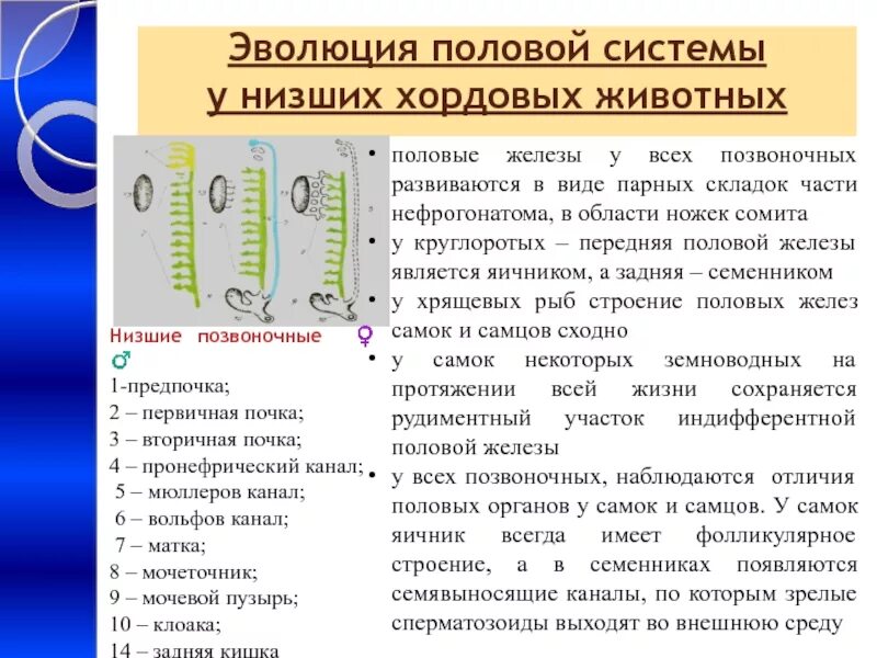 Филогенез органов. Эволюция половой системы у беспозвоночных животных. Эволюция половой системы хордовых животных. Филогенез половой системы животных. Филогенез выделительной и половой систем позвоночных.