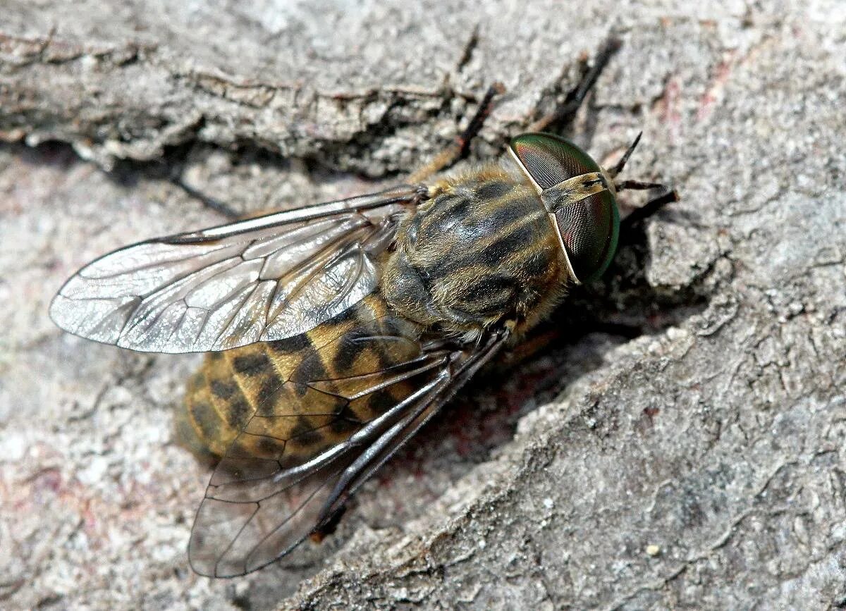 Паут овод слепень. Слепни (tabanidae). Паут овод слепень. Про слепни. Слепень бычий tabanus bovinus.