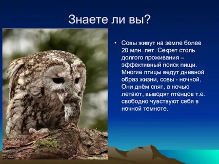 Что помогает сове добывать