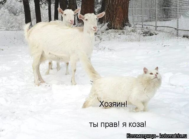 Коза мне грозила я уходила. Зааненская коза сейбл. Прикольные картинки с козлами. Козёл юмор. Настя коза.