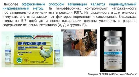 Ньюкасл вакцина инструкция