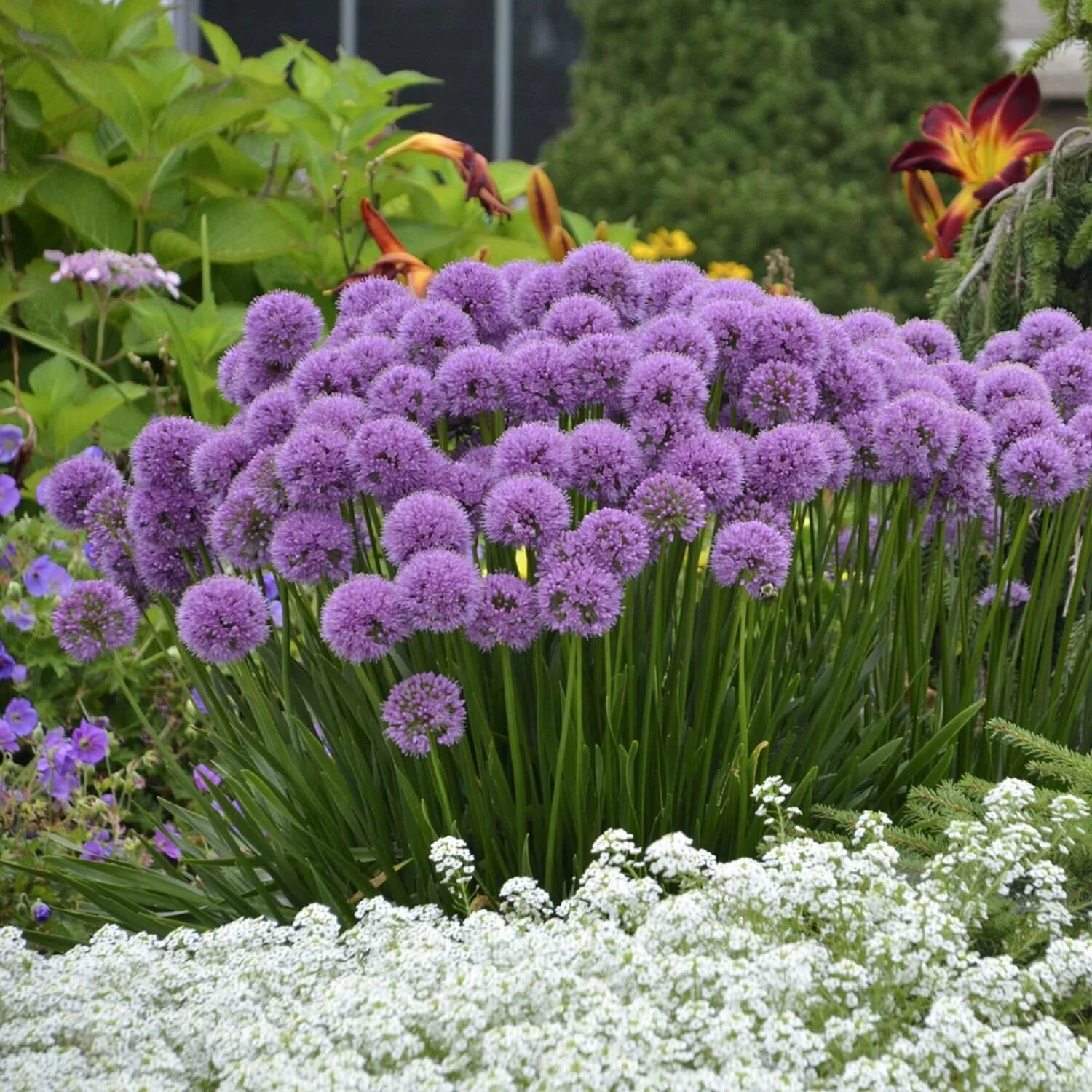 Аллиум шнитт. Лук аллиум Миллениум. Аллиум айвори Квин. Лук шнитт (Allium schoenoprasum)