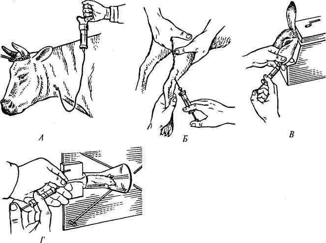 Как колоть коз. Внутримышечный укол собаке схема. Укол внутримышечно КРС. Внутримышечно собаке укол внутримышечно. Укол собаке внутримышечно схема.
