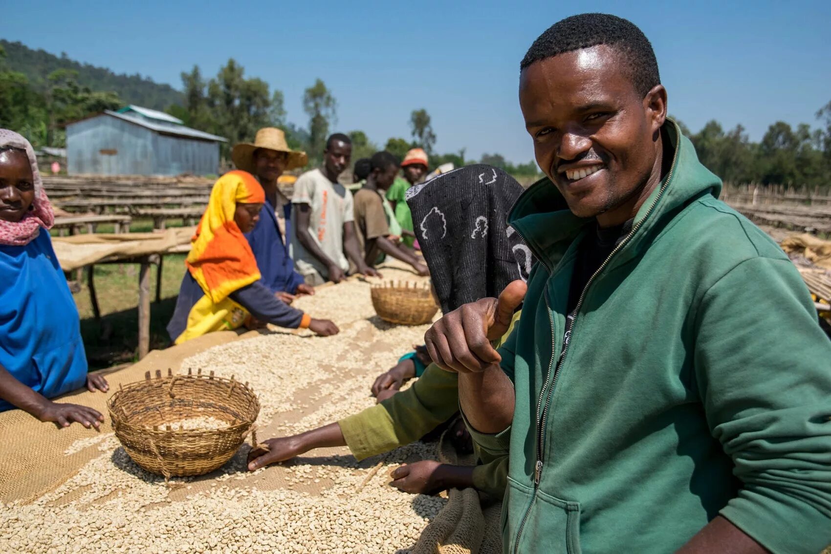 Эфиопия какая экономика. Кофейная ферма в Эфиопии. Добыча кофе. Кофе Африка. Африканский кофе.