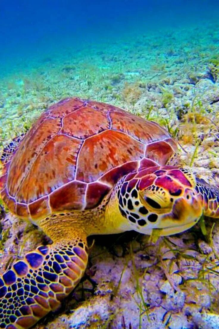 Морские обитатели морская черепаха. Морская черепаха логгерхед. Черепаха бисса. Капская крапчатая плоская черепаха. Черепаха Каретта-Каретта.