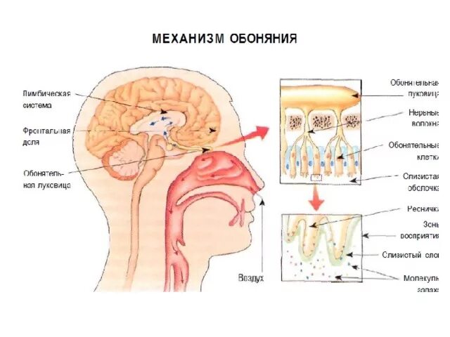 Строение анализатора обоняния. Схема анализатора обоняния. Строение органа обоняния. Орган обоняния схема.