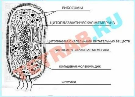 Клетка с подписанными органоидами