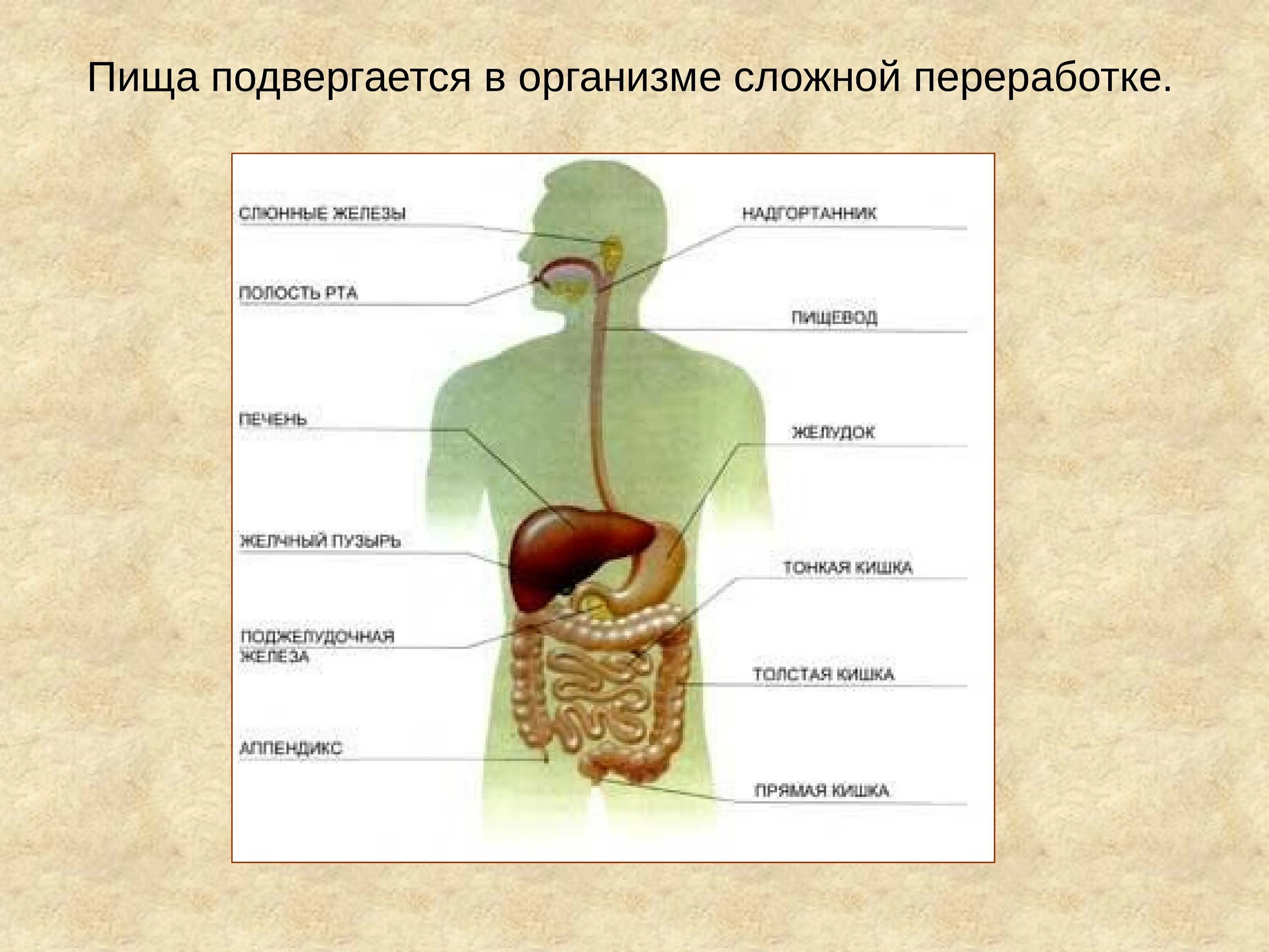 Пищеварительная система человека. Строение пищевой системы. Пищеварение человека схема. Строение пищеварительной системы. Питание основные органы