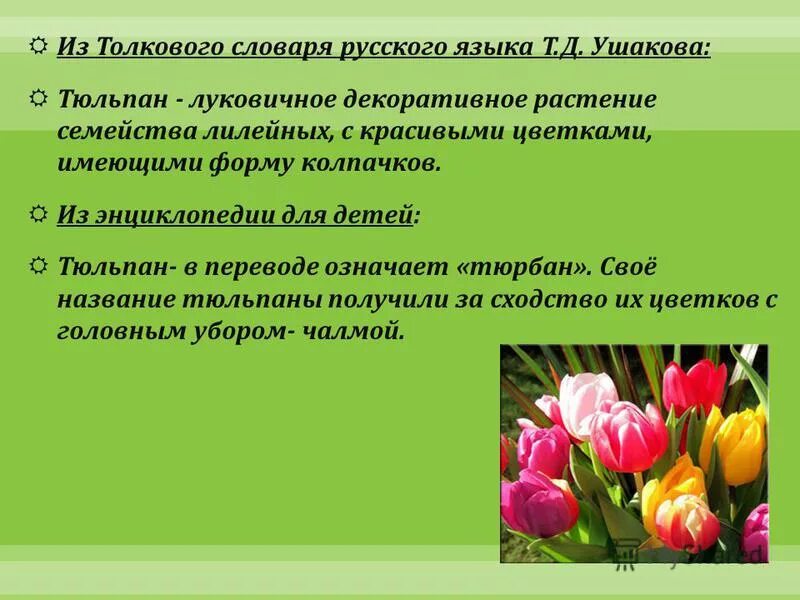 Значение тюльпана на языке цветов. Язык цветов тюльпаны. Что означает тюльпан на языке цветов. Сообщение о тюльпане.