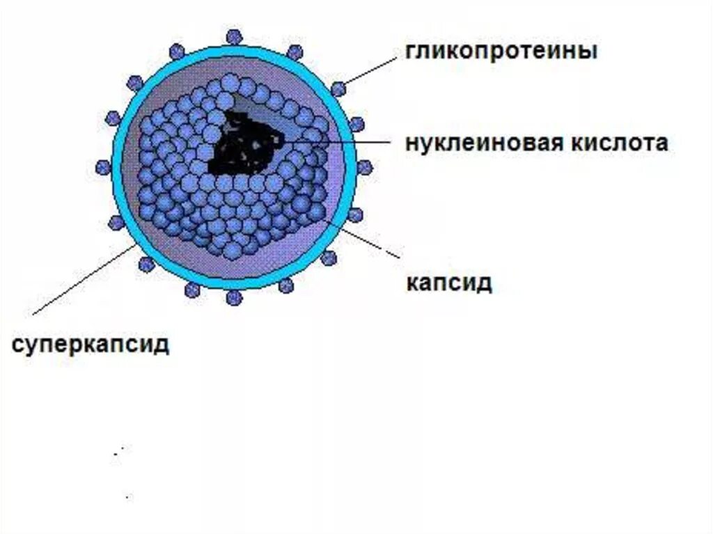Строение нуклеиновых кислот вирусов. Строение вируса капсид нуклеиновая кислота. Строение вируса капсид и суперкапсид. Вирион капсид.