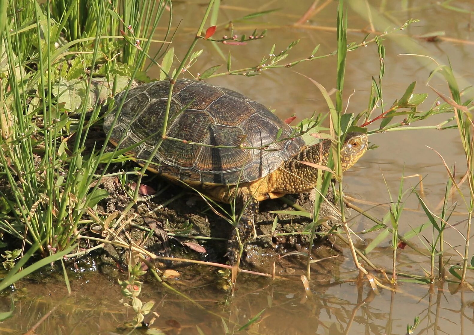 Колхидская Болотная черепаха. Пресноводные болотные черепахи. Черепашата Болотной черепахи. Европейская Болотная черепаха (Emys orbicularis). Черепахи в озерах