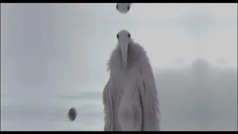 Белая птица 2027