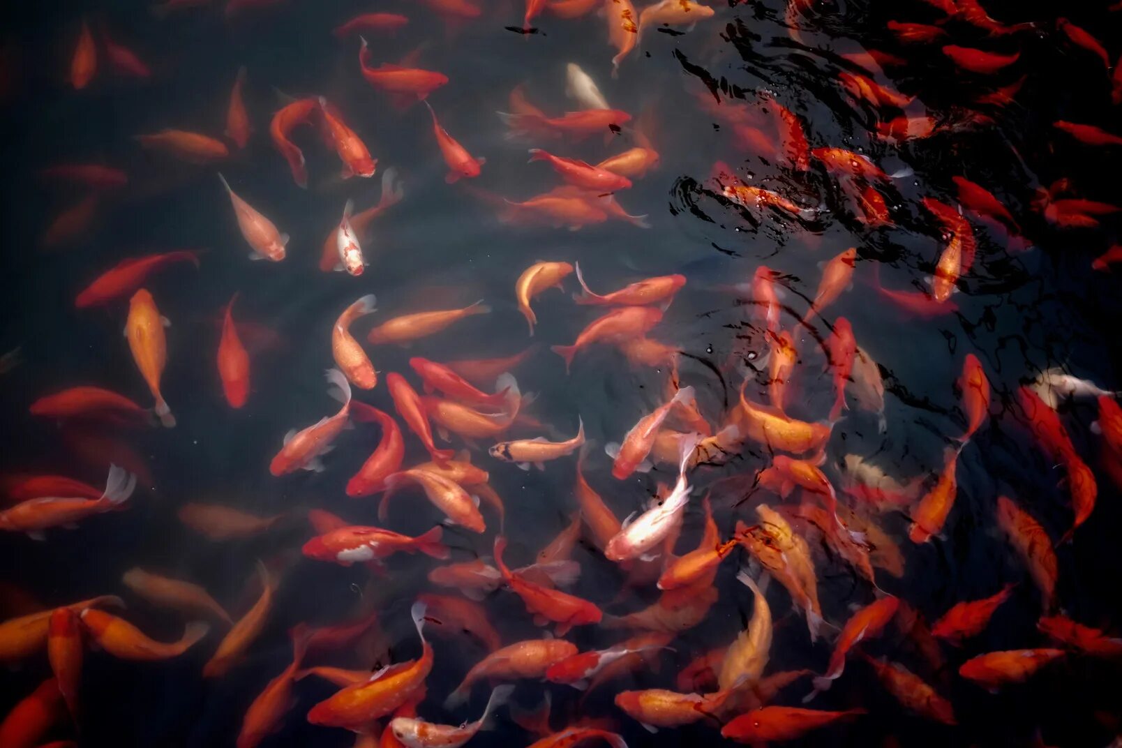 Много рыб плавают. Рыбка Ханако кои. Рыбы в воде вид сверху. Красная рыба. Рыбы Эстетика.