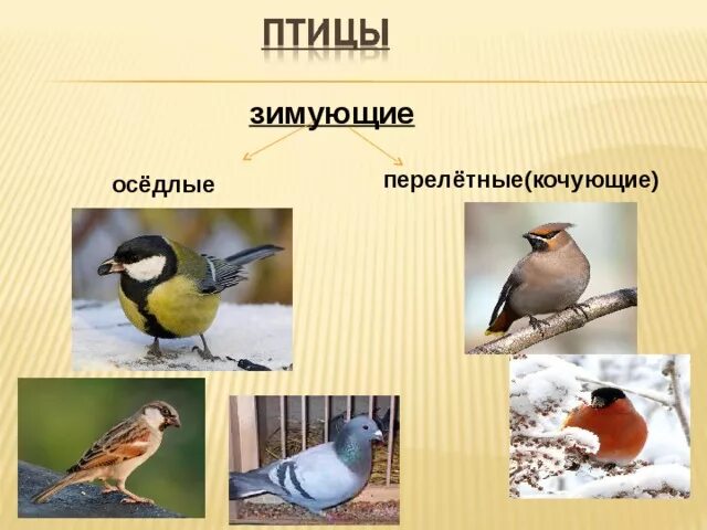 Оседлые Кочующие и перелетные птицы. Оседлые зимующие птицы. Оседлые зимующие и перелетные птицы. Оседлые птицы Кочующие птицы перелетные птицы.