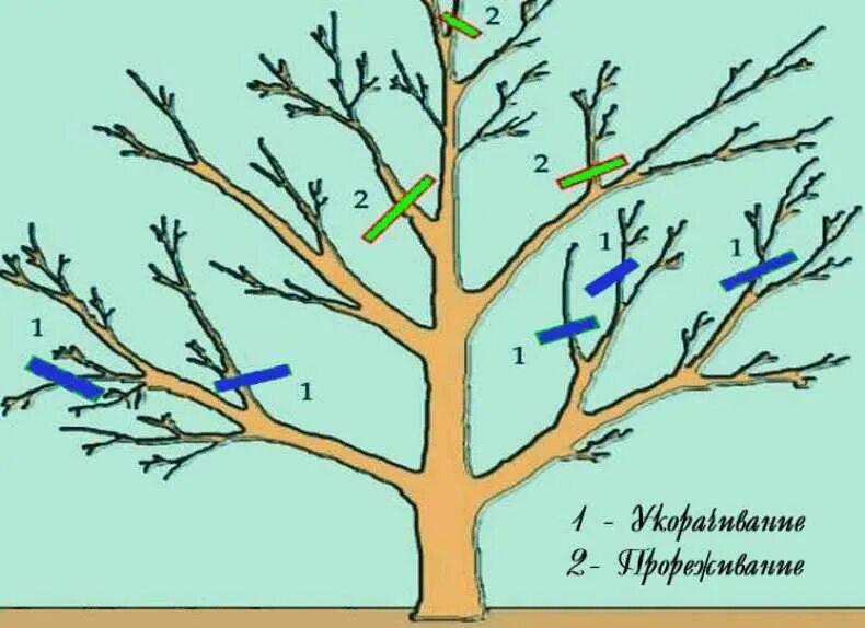Подрезка яблонь весной схема. Правильная обрезка вишни весной схема. Схема подрезки плодовых деревьев. Формирование яблони разреженно ярусная крона. Обрезка вишни и черешни весной.