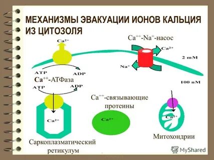 Механизм эвакуации
