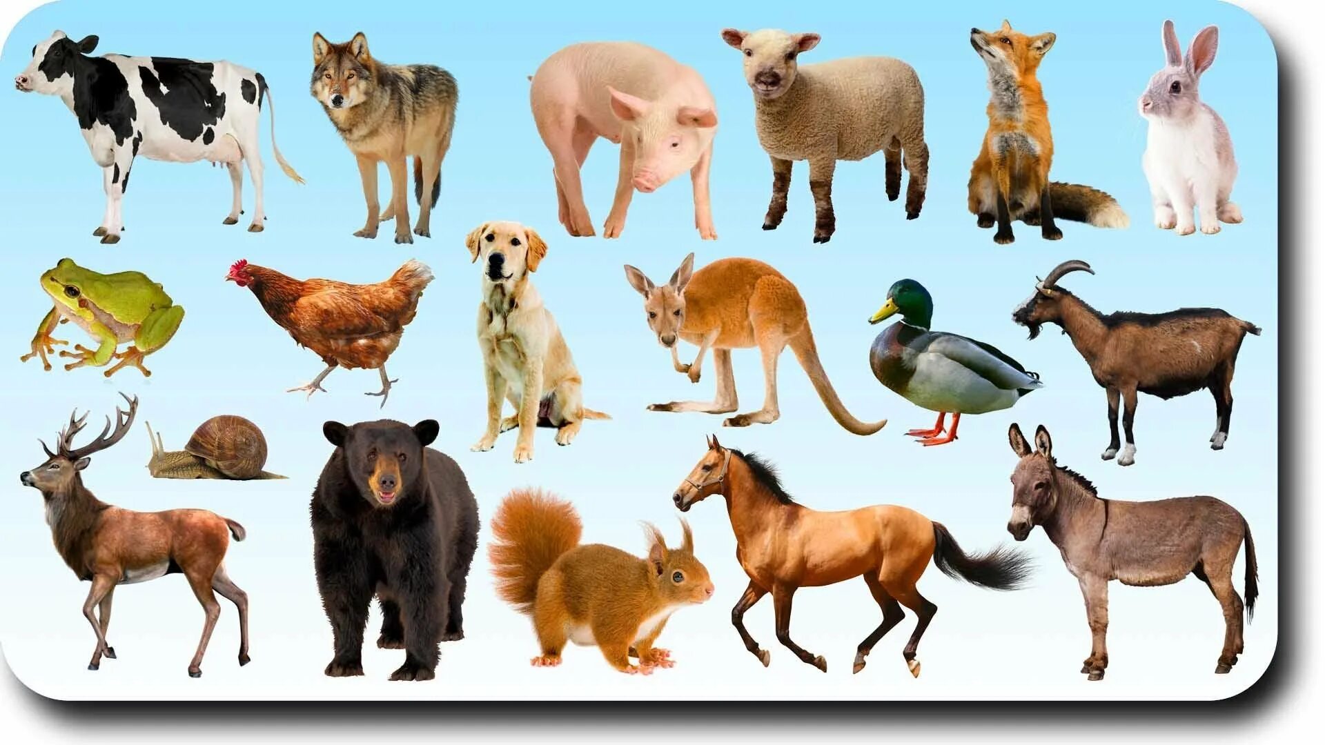 Дикие и домашние животные. Домашние и Дикие животные для детей. Животные на одной картинке. Домашние иджикие животные.