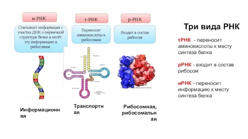 Переносит аминокислоты к месту синтеза белка. Место синтеза РНК. РНК переносят аминокислоты к месту синтеза белка.