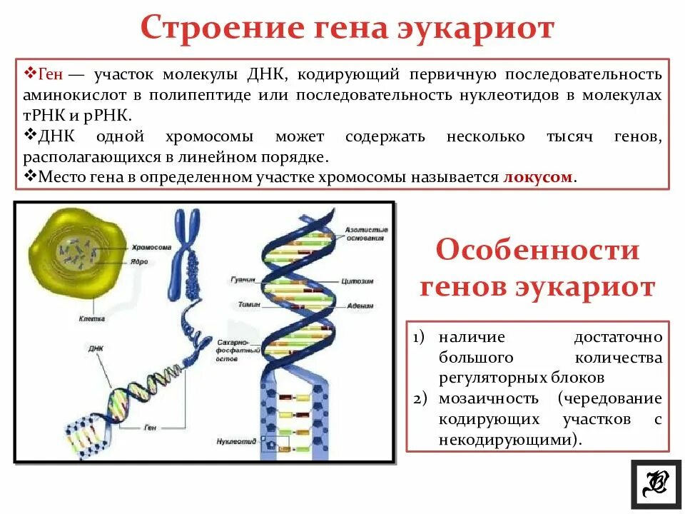 Сколько нуклеотидов содержат гены. Ген структура Гена. Организация генома эукариот. Структуры клетки эукариот содержат молекулы ДНК. Структура и функции эукариотического Гена..