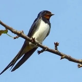 Pavlogradda fohisha toping