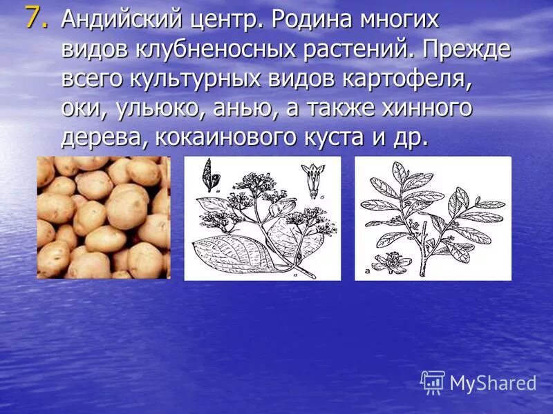 Центр происхождения культурного картофеля