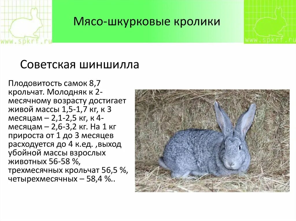 Сколько месяцев крольчихи. Советская шиншилла кролик характеристика. Советская шиншилла кролик размер. Шиншилла кролик характеристика. Таблица веса кроликов Советской шиншиллы.