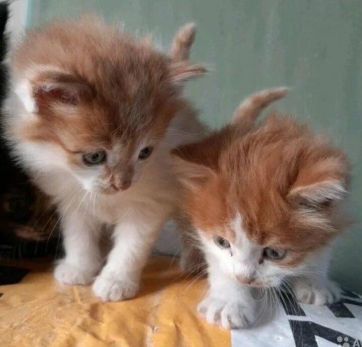 Сиамский котенок 2 месяца. 89283546604 отдам котят минеральные воды. Красивая кошечка в хорошие руки. Кто отдает котята в канаше avito. Кто отдает котята в канаше avito.