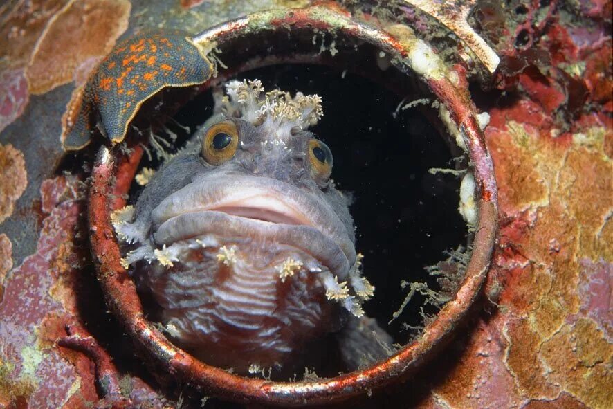 Морская собака животное. Щучья морская собачка (Neoclinus blanchardi). Морская собака Охотское море. Это морская щучья собачка это рыба. Морская собака рыба в Охотском море.