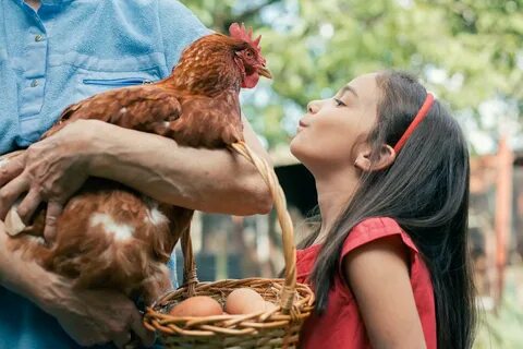 CDC to Americans: Please Don't Kiss Your Chickens 