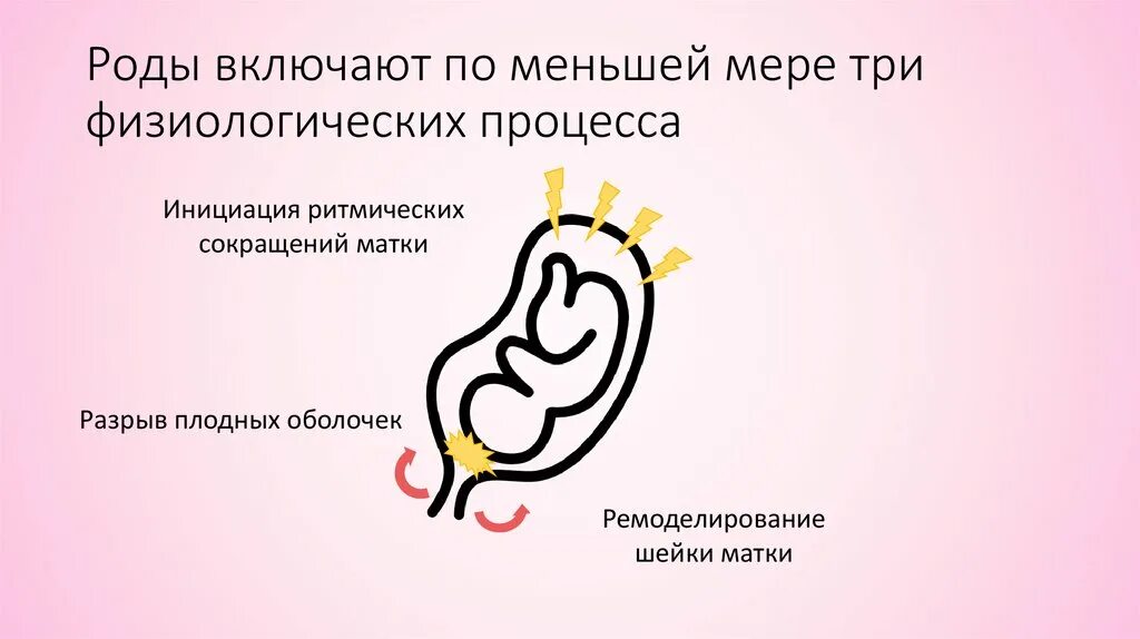 Физиология родов презентация. Презентация на тему физиологические роды. Роды это физиологический процесс.