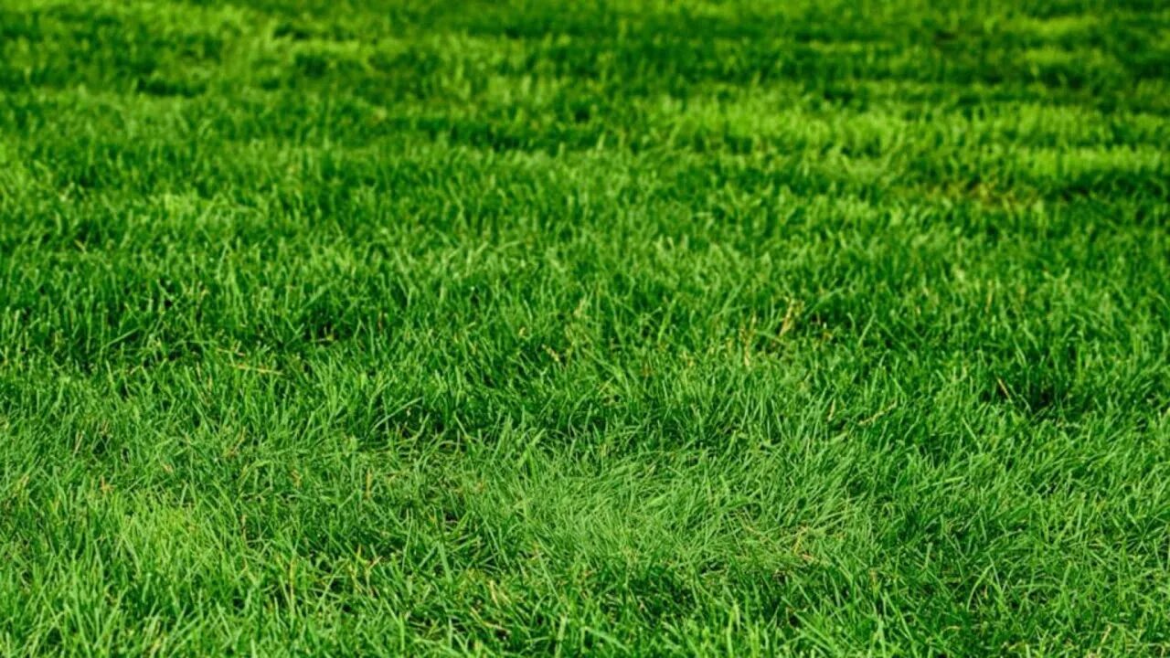 Grass check. Go touch grass. трава 2д. трава альфа. touch grass мем.