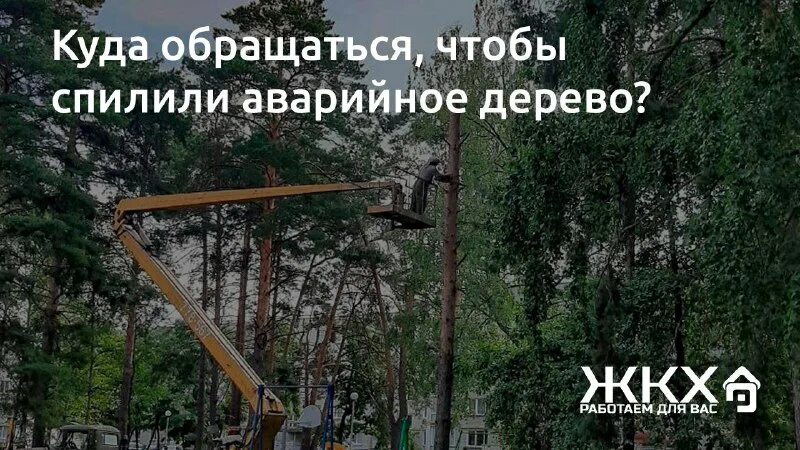 Аварийное дерево во дворе. Дерево в российском дворе. Аварийное дерево куда обращаться. Обрезка деревьев. Угрожающие деревья.