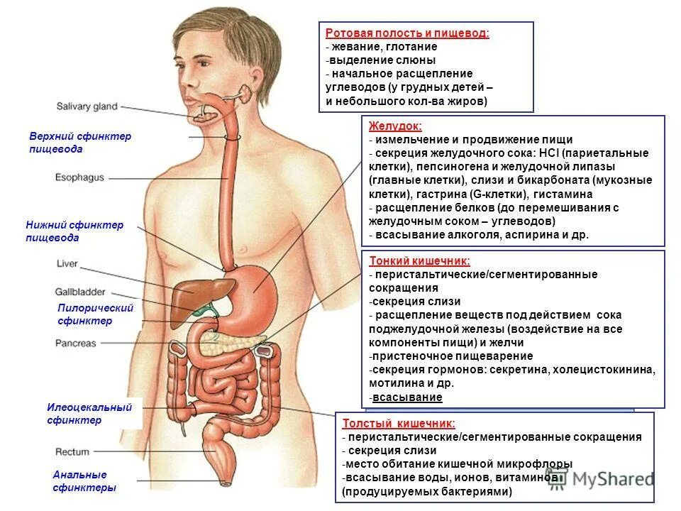Схема строения тела человека с внутренними органами. Как расположен человек. Строение человека внутренние органы спереди. Строение внутренних органов сбоку. Органы человека расположение в картинках сбоку.