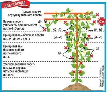 Как ослеплять огурцы в теплице пошаговое фото
