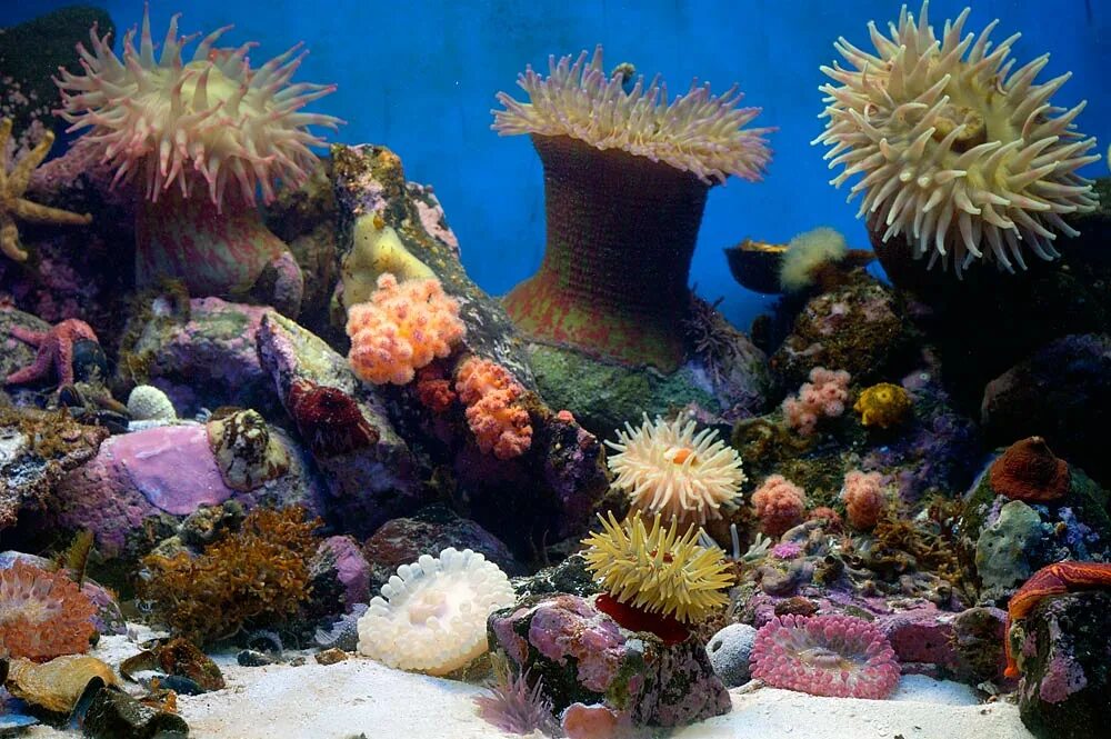 Группа морских организмов на дне океана. Бентос актинии. Актиния обыкновенная. Актиния Азовское море. Кораллы бентос.