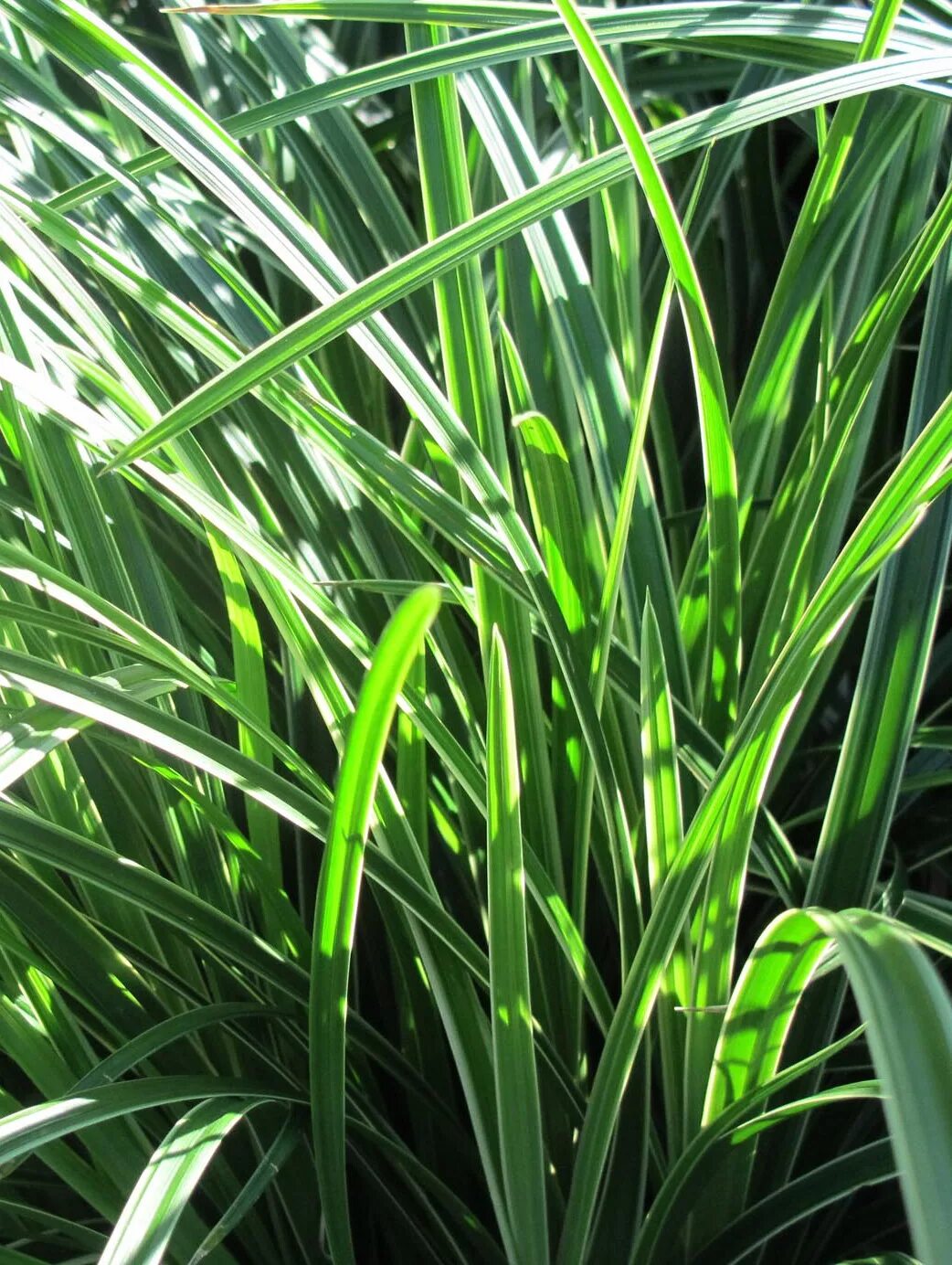 Осока повислая (голубая). Подокарпус горный элит 110 см. Осока магелланская. Осока carex. Осока куст.