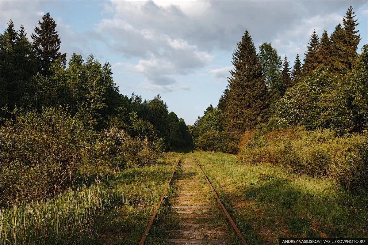 ЖД мост заброшенный Новгородская. Заброшенный ЖД мост в Новгородской области. Заброшенный каменный мост в Новгородской области. Заброшенный Железнодорожный мост в лесах Новгородской области.