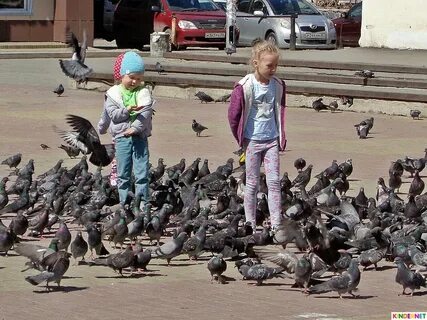 Как зовут детей голубей