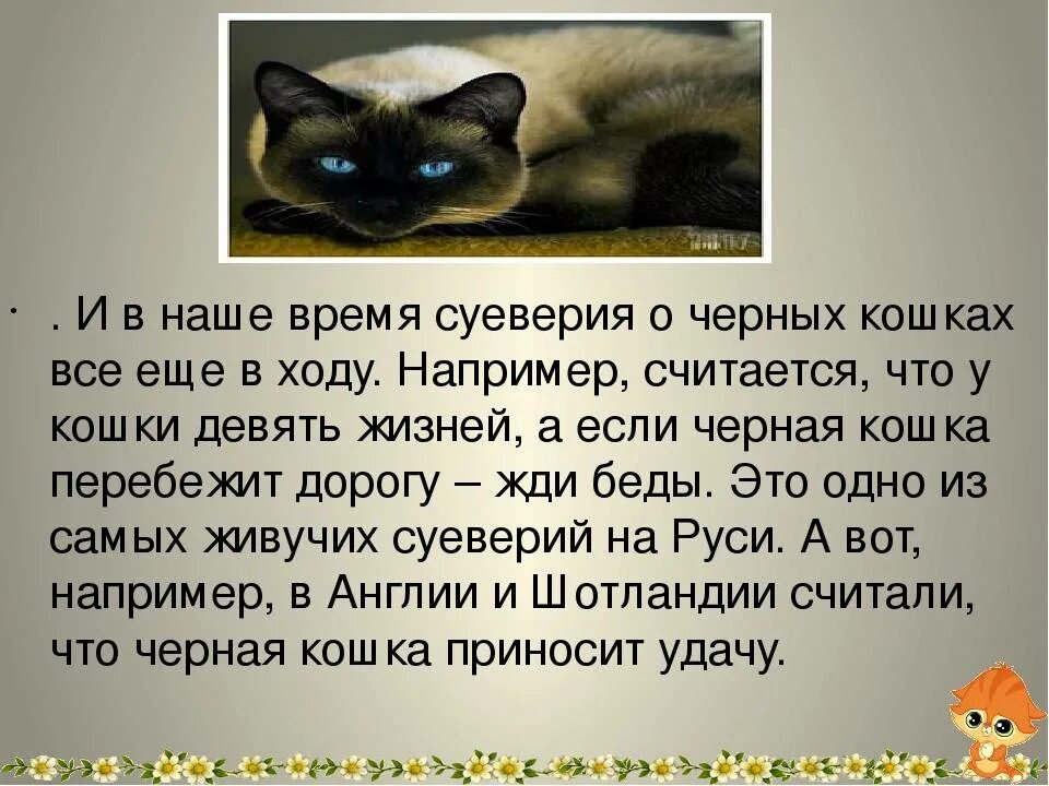 Черный кот предложение. Приметы про кошек. поверья о кошках. приметы и суеверия о котах. мифы о кошках.